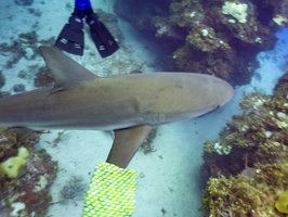 42 Caribbean Reef Shark IMG 4542