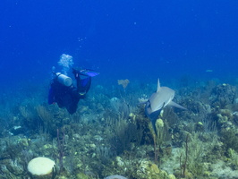 51 Bruce with Caribbean Reef Shark IMG 4557
