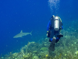 54 Bruce with Caribbeam Reef Shark IMG 4561