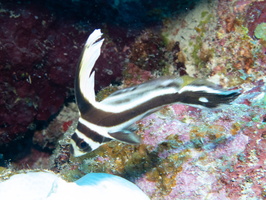 67 Juenile Reef Shark IMG 3769
