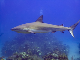 72 Caribbean Reef Shark IMG 3775