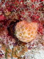 87 Star Coral IMG 3804