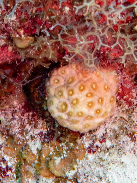 87 Star Coral IMG_3804.jpg