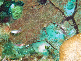 89 Striped Parrotfish Juvenile IMG 3810