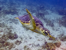 92 Hawksbill Sea Turtle IMG 3818
