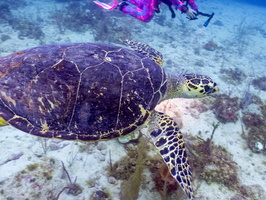 93 Hawksbill Sea Turtle IMG 3819