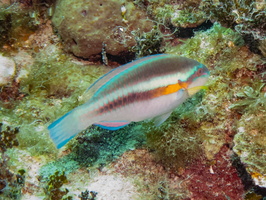 98 Striped Parrotfish IMG 3829