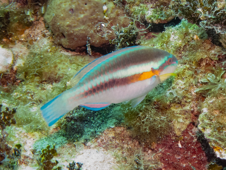 98 Striped Parrotfish IMG_3829.jpg