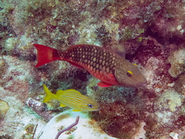 103 Stoplight Parrotfish and French Grunt  IMG 3837