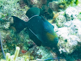 108 Queen Triggerfish IMG 3851