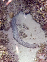 112 Tigertail Sea Cucumber  IMG 4575