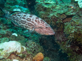10 Scamp Grouper IMG 3869