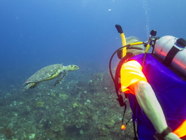 14 Jeff with Hawksbill Sea Turtle IMG 3881