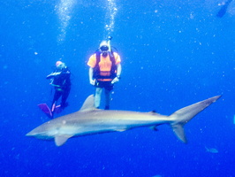 18 Jeff with Caribbean Reef Shark IMG 3889