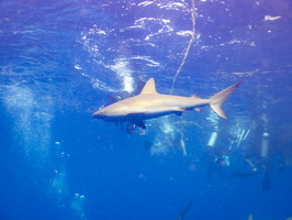 20 Caribbean Reef Shark IMG 3891
