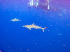 21 Caribbean Reef Sharks IMG 3892