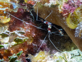 42 Banded Coral Shrimp IMG 4591