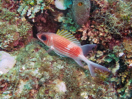 44 Longspine Squirre;fish IMG 4595