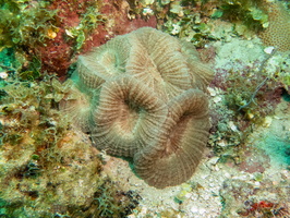 49 Spiny Flower Coral IMG 4603