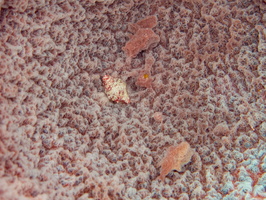 50 Small Mollusk at bottom of Barrel Sponge IMG 4605