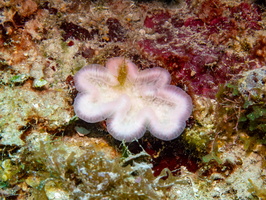 57 Fleshy Coral IMG 4620