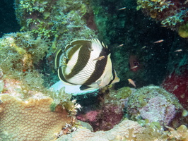 59 Banded Butterflyfish IMG 4623