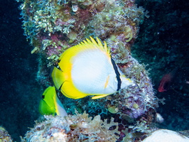 60 Spotfin Butterflyfish IMG 4625