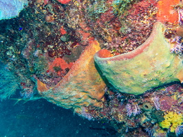 66 Sponges and Coral on Wall IMG 4631