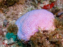 69 Lesser Starlet Coral IMG 4634