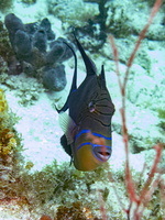 85 Queen Triggerfish IMG 3902