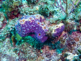 89 Purple Tuge Sponge  IMG 3912