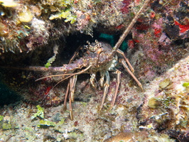 93 Spiny Lobster IMG 3919