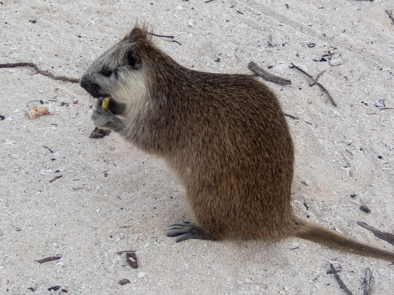 10 Hutia PB021992.jpg