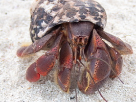 11 Hermit Crab PB021993