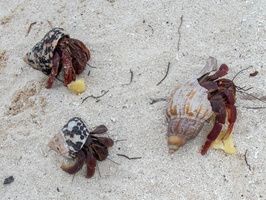 21 Hermit Crabs PB022010