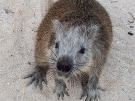 29 Hutia PB022024