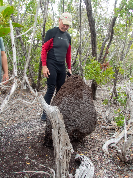 36 Termite Mound PB022032.jpg