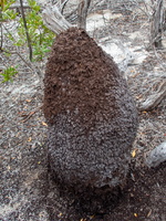 37 Termite Mound PB022033