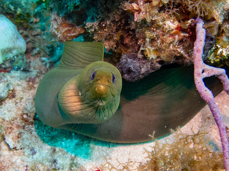 46 Green Moray Eel IMG_4650.jpg