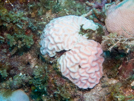 50 Pink Brain Coral IMG 4657