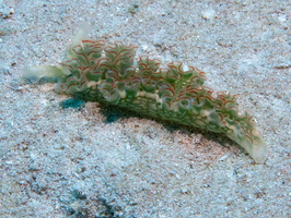 52 Lettuce Leaf Sea Slug IMG 4659