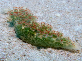 53 Lettuce Leaf Sea Slug IMG 4660