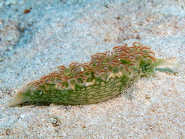 54 Lettuce Leaf Sea Slug IMG 4662