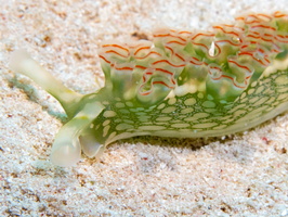 55 Lettuce Leaf Sea Slug IMG 4663