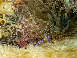 62 Paderson Shrimp on Corkscrew Anemone IMG 4675