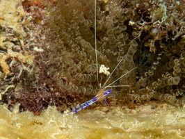 63 Paderson Shrimp on Corkscrew Anemone IMG 4676