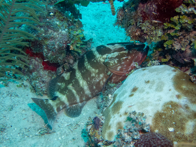 88 Sleeping Tiger Grouper IMG_4713.jpg