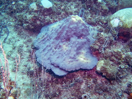 93 Mountainous Star Coral IMG 4718