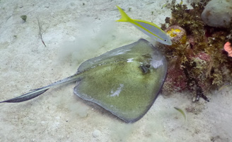 3 Southern  Stingray and Yellowtail Snapper  IMG 4722