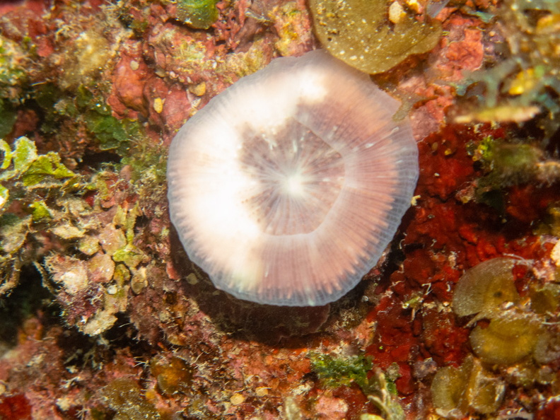4 Solitary Disk Coral IMG_4724.jpg